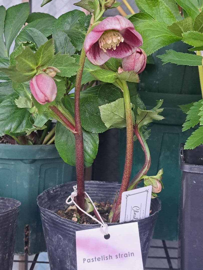 大和園　クリスマスローズ　パステリッシュストレイン　蕾6個 【メルカリ便】
