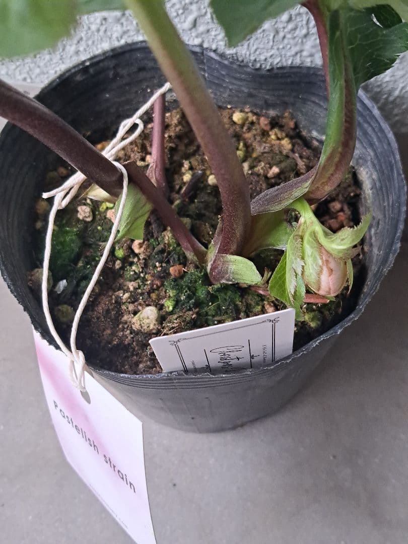 大和園　クリスマスローズ　パステリッシュストレイン　蕾6個 【メルカリ便】