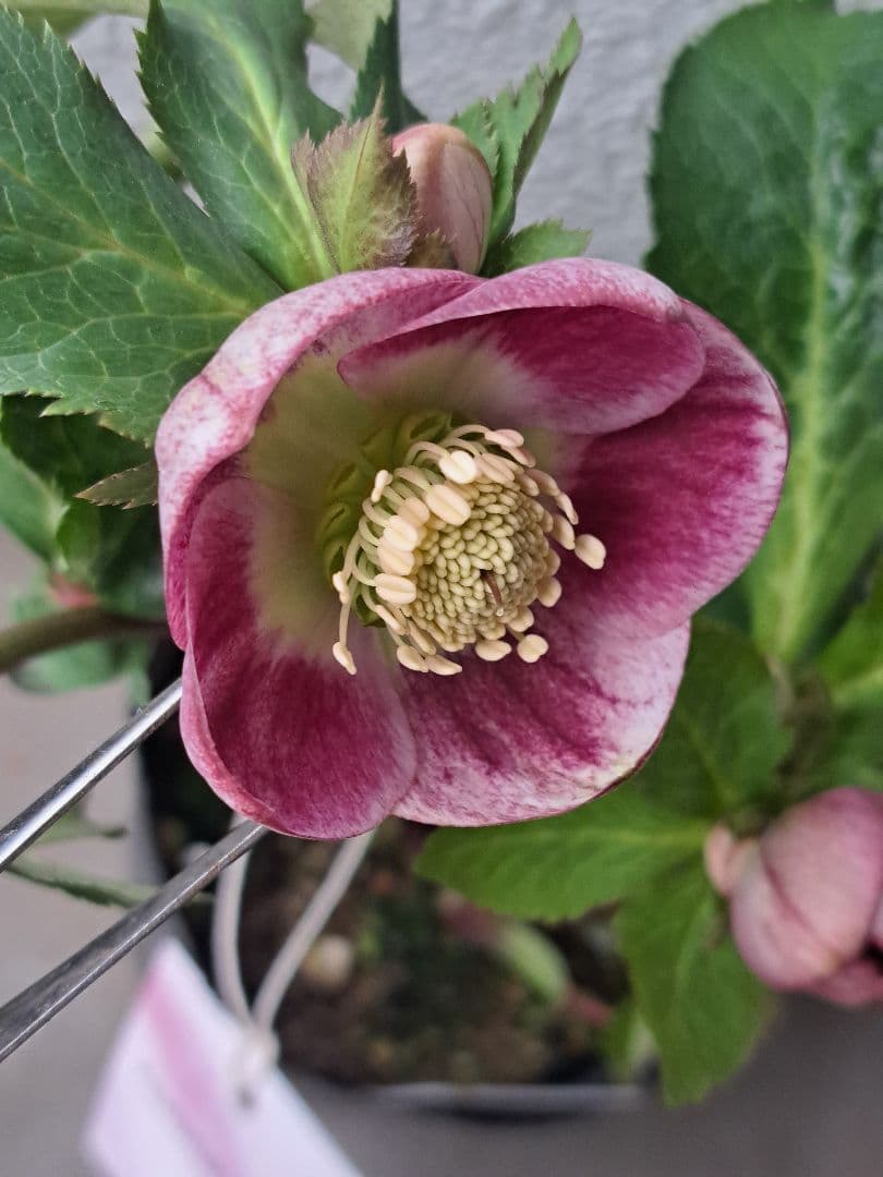 大和園　クリスマスローズ　パステリッシュストレイン　蕾6個 【メルカリ便】