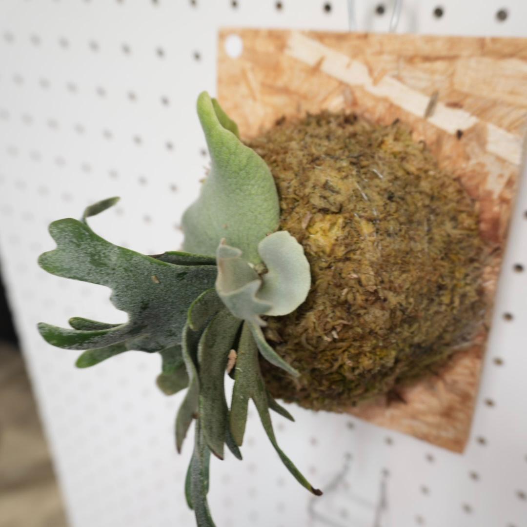 willinckii ビカクシダ ウィリンキー バクテリア 板付株 B-4 - メルカリ