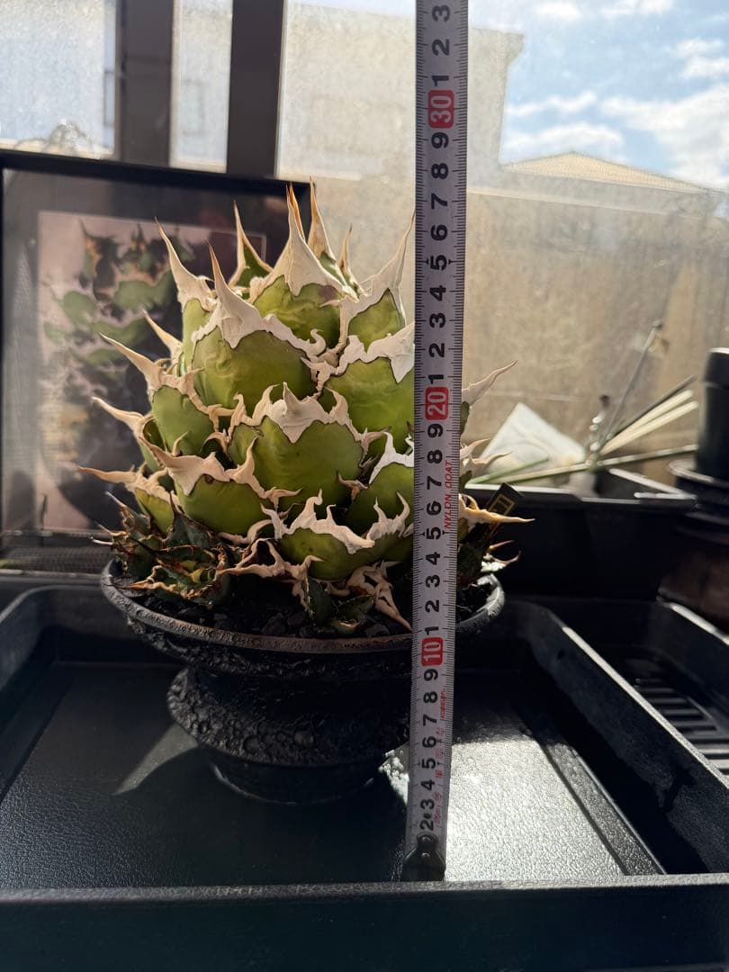 アガベ シーザー 凱撒 親株 カタチ製作所 オテロイ　ビースト　悪魔