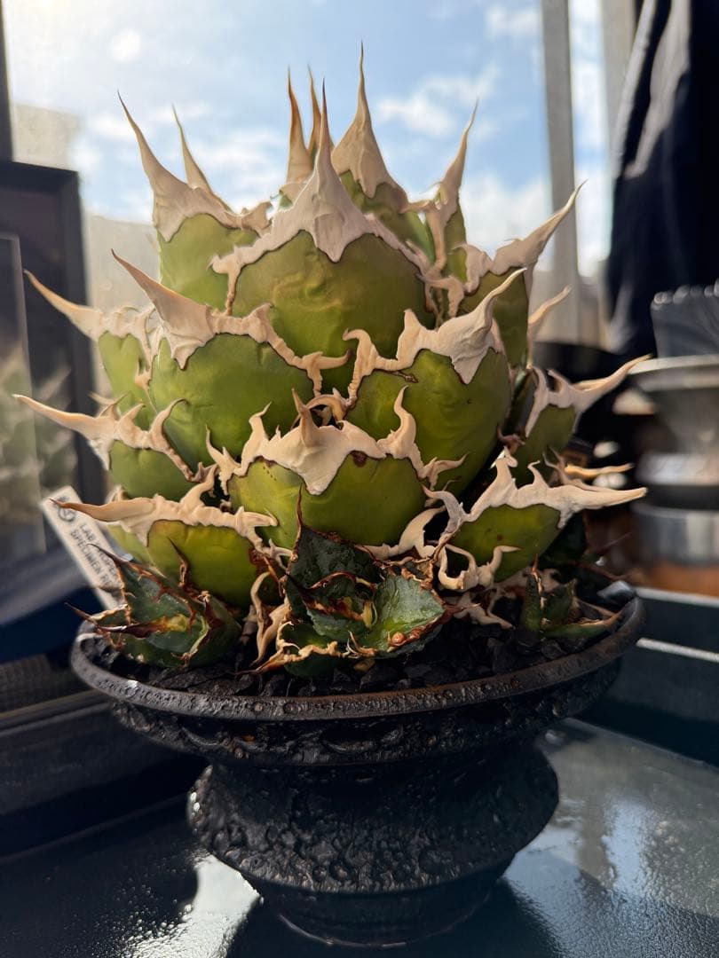 アガベ シーザー 凱撒 親株 カタチ製作所 オテロイ　ビースト　悪魔