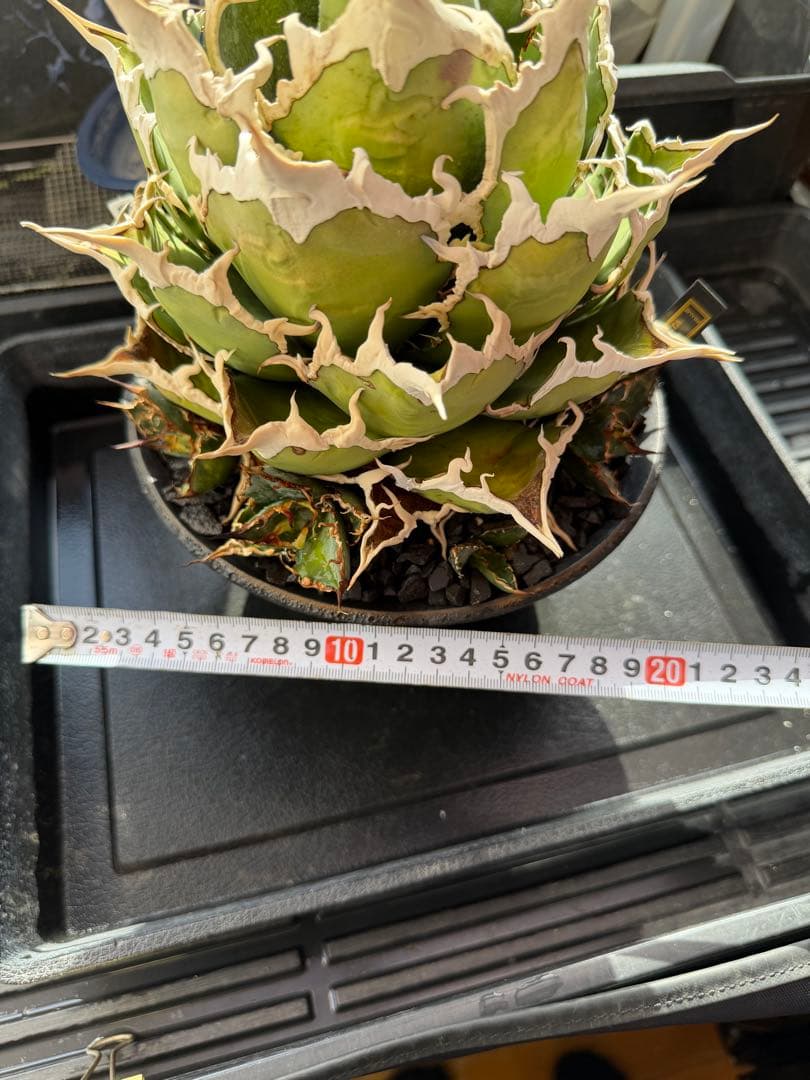 アガベ シーザー 凱撒 親株 カタチ製作所 オテロイ　ビースト　悪魔