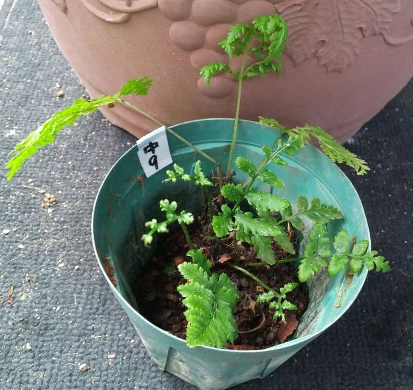ワケアリ 中⑨ 品種不明シダ