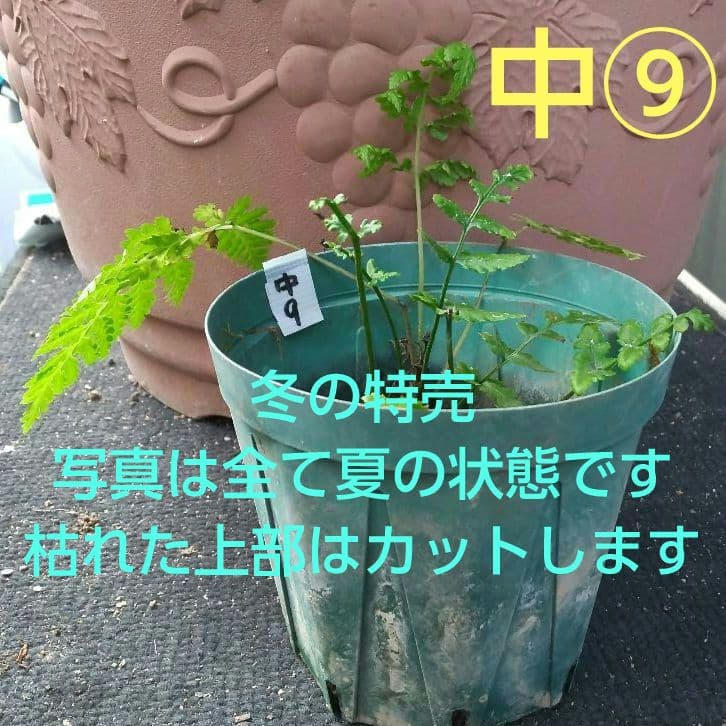 ワケアリ 中⑨ 品種不明シダ