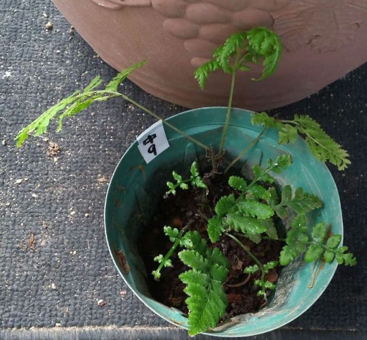 ワケアリ 中⑨ 品種不明シダ