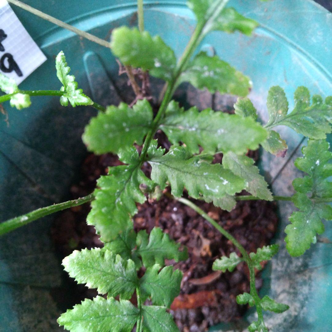 ワケアリ 中⑨ 品種不明シダ