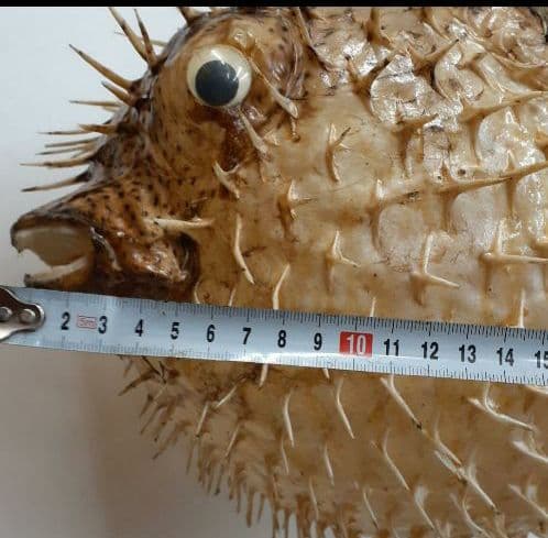 超特大ふぐふぐ提灯福膨らむふぐ河豚ハリセンボン疫病退散祈願 - メルカリ