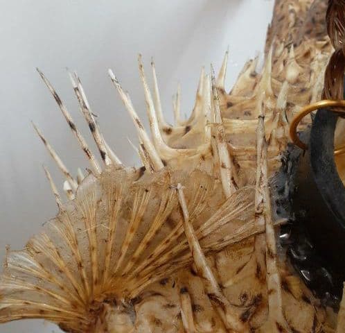 超特大ふぐふぐ提灯福膨らむふぐ河豚ハリセンボン疫病退散祈願 - メルカリ