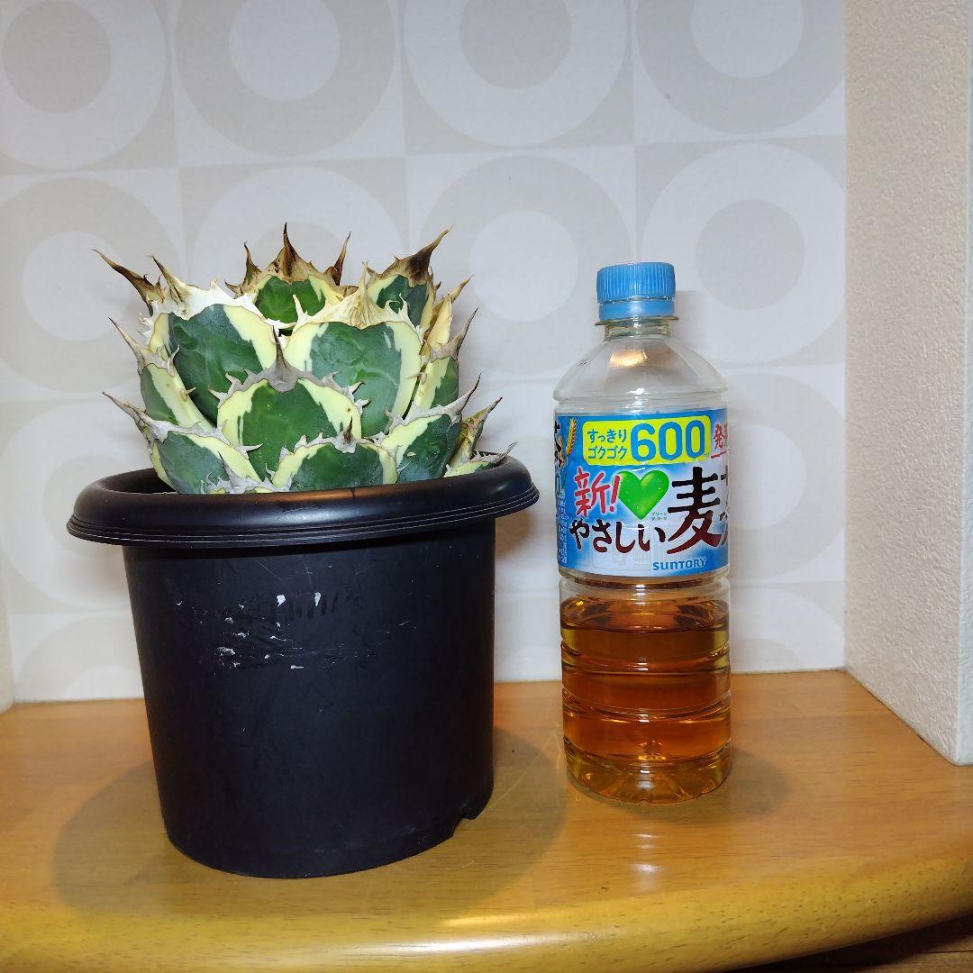 アガベチタノタ スナグルトゥース 親株サイズ 現地球 - メルカリ