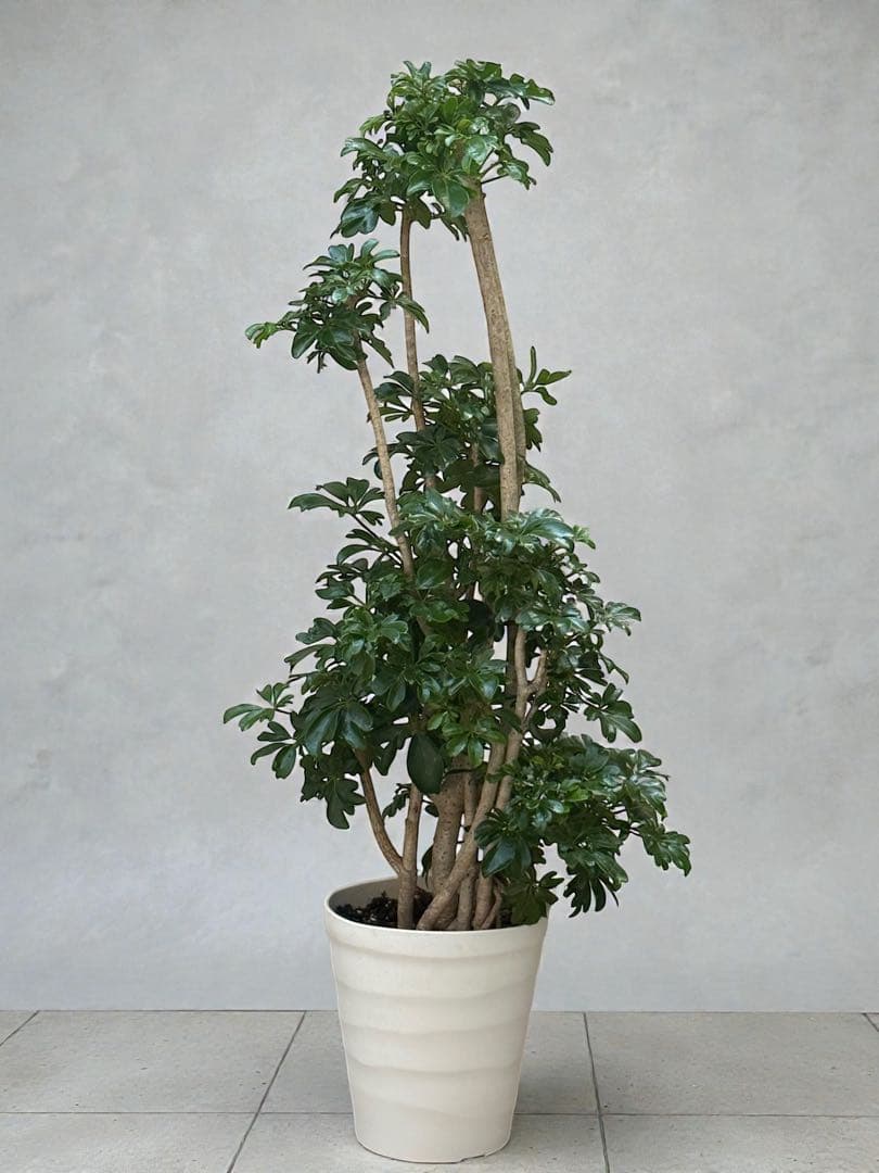 シェフレラ レナータ♪ 太幹 117cm ボリューム感あるフォルム♪ - メルカリ