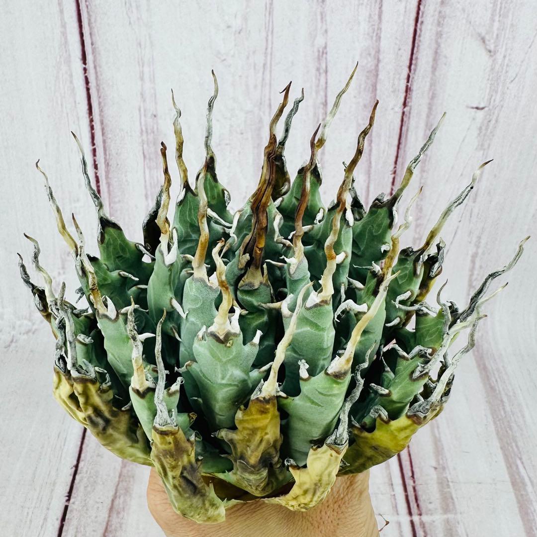 13 アガベ ユタエンシス エボリスピナ 陽炎