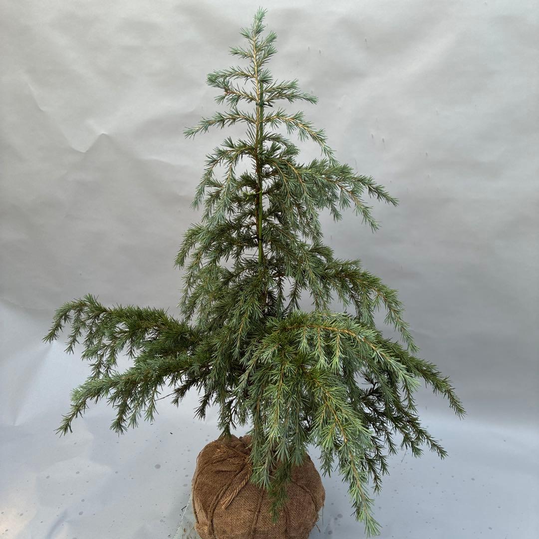 ヒマラヤスギ　フィーリンブルー