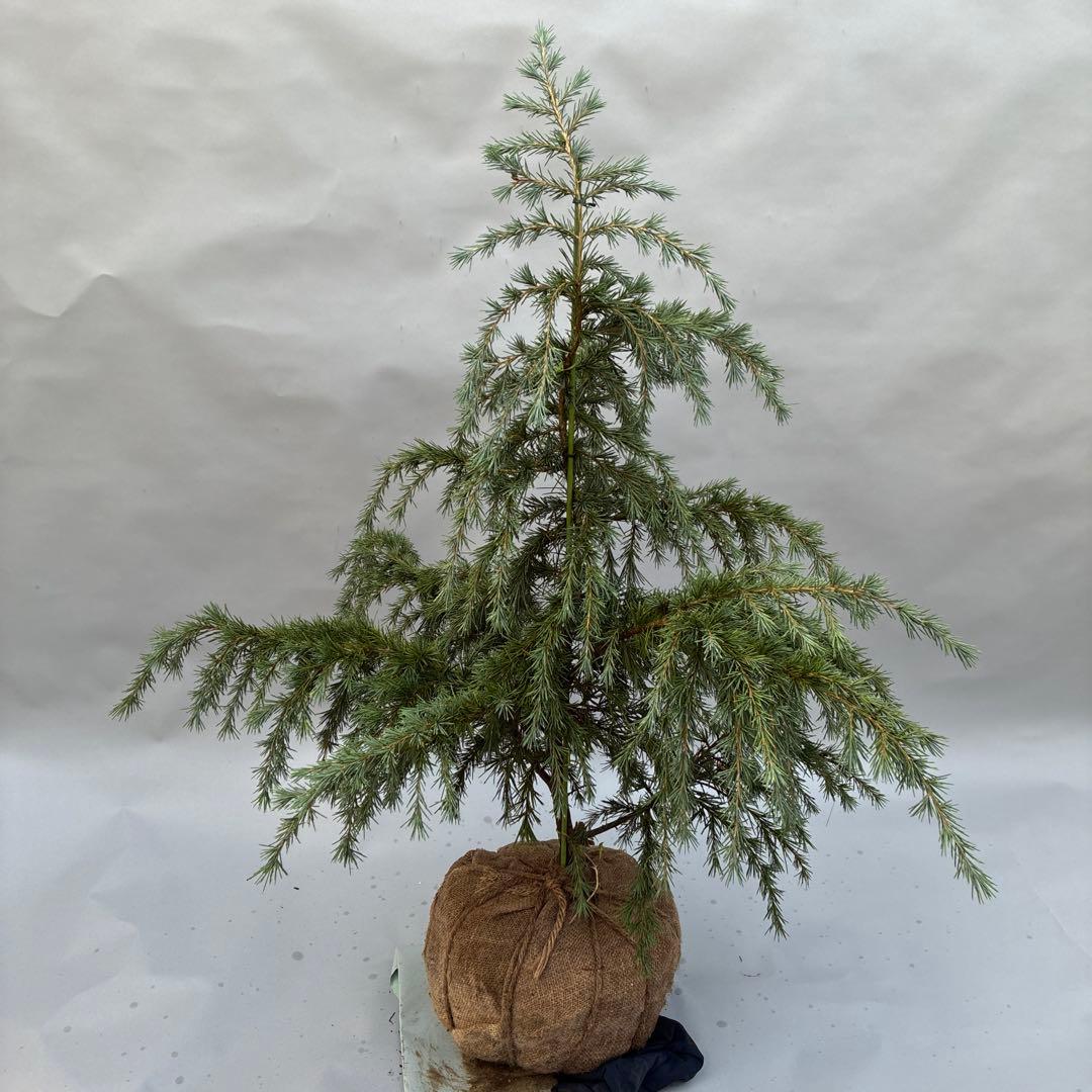 ヒマラヤスギ　フィーリンブルー