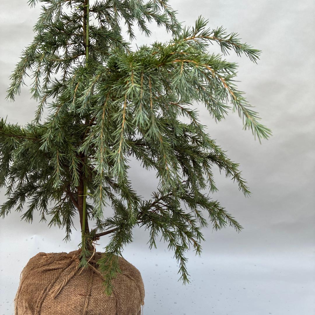 ヒマラヤスギ　フィーリンブルー