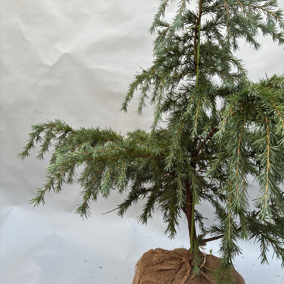 ヒマラヤスギ　フィーリンブルー