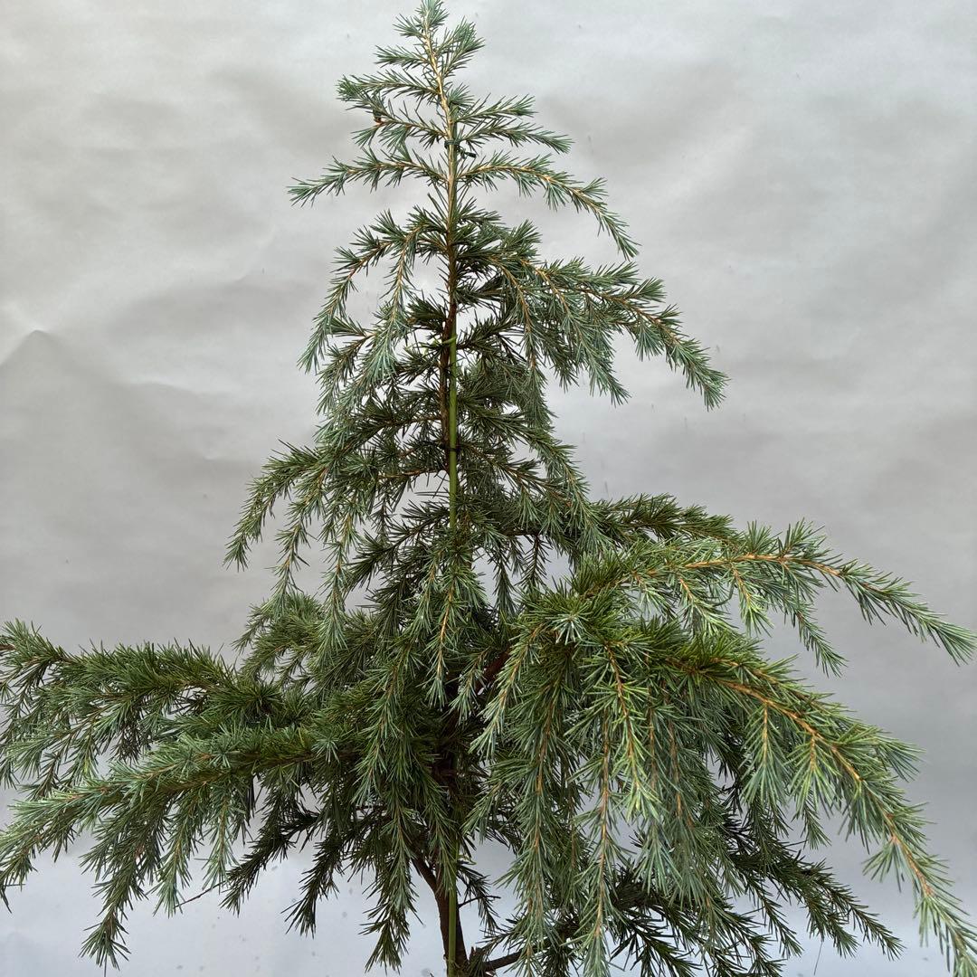 ヒマラヤスギ　フィーリンブルー