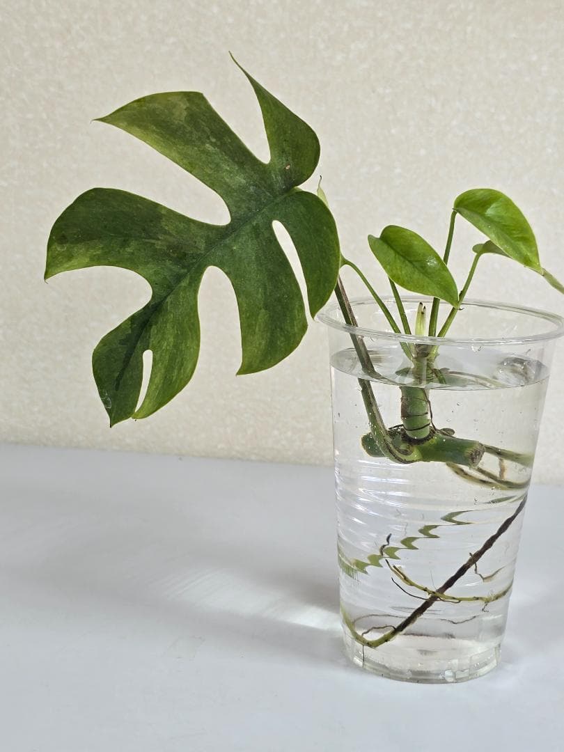 16-40ラフィドフォラ テトラスペルマ パラゴンミントMint・在庫処分