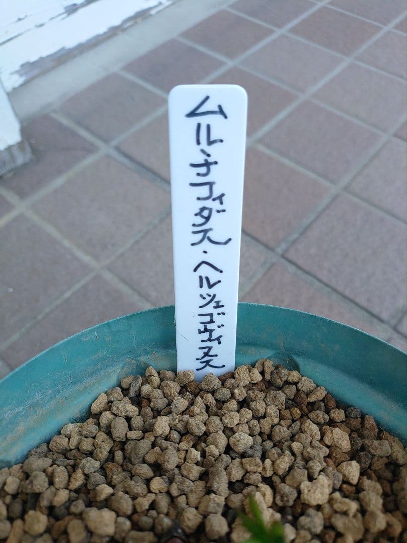 K*5様 原種クリスマスローズ　ムルチフィダス•ヘルツェゴヴィヌス　６号スリット