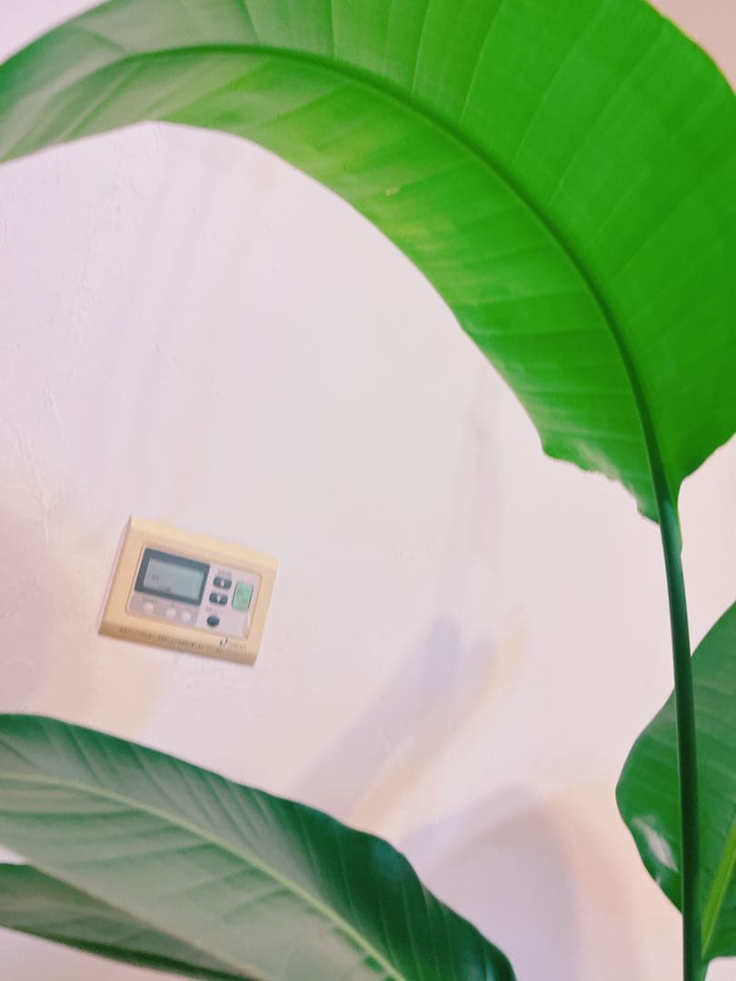 激安！　ストレチア　オーガスタ A 大型❗️ 177センチ　10号鉢 観葉植物