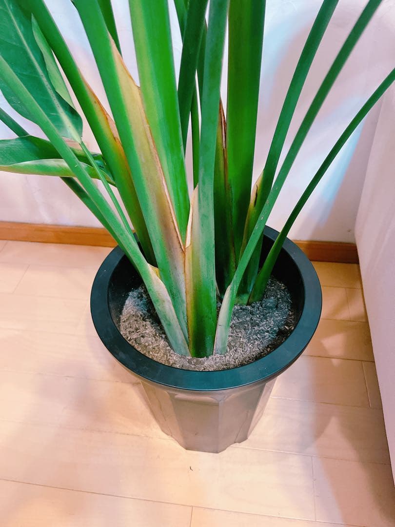 激安！　ストレチア　オーガスタ A 大型❗️ 177センチ　10号鉢 観葉植物