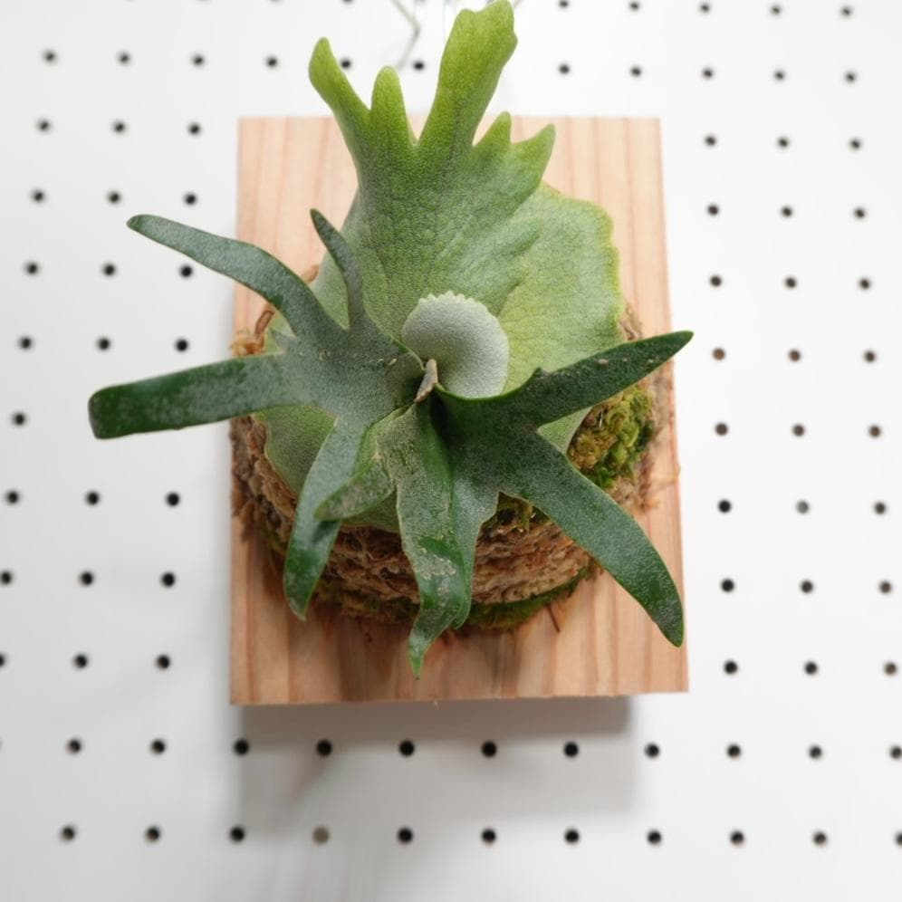 ビカクシダ OMG ウィリンキードワーフ 板付 O-6 - メルカリ