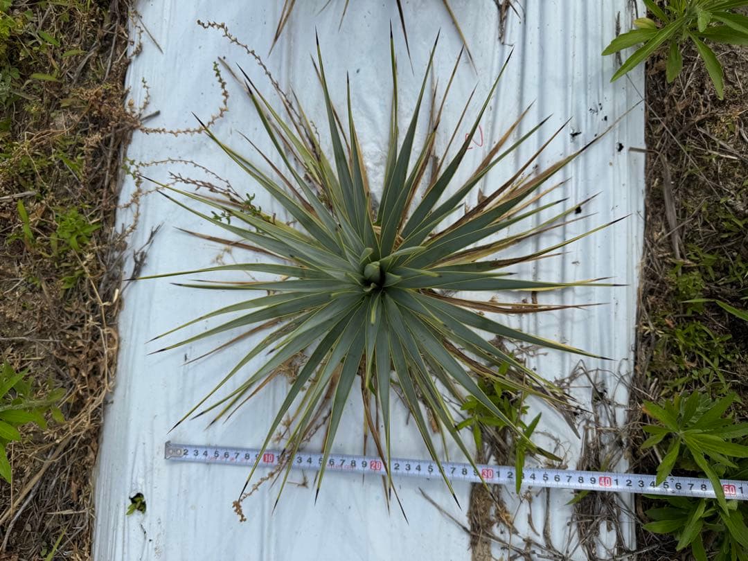 suikaユッカロストラータ　実生株8株　抜き苗発送