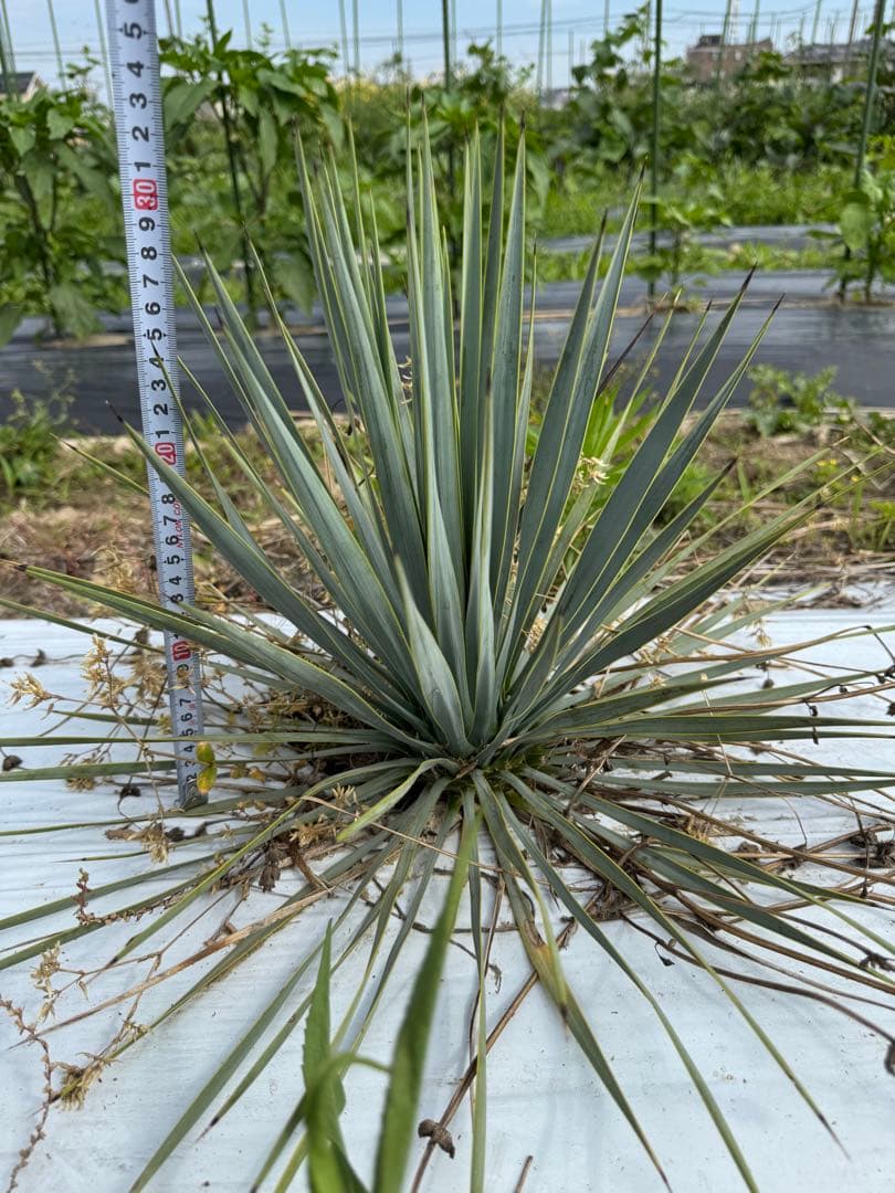 suikaユッカロストラータ　実生株8株　抜き苗発送