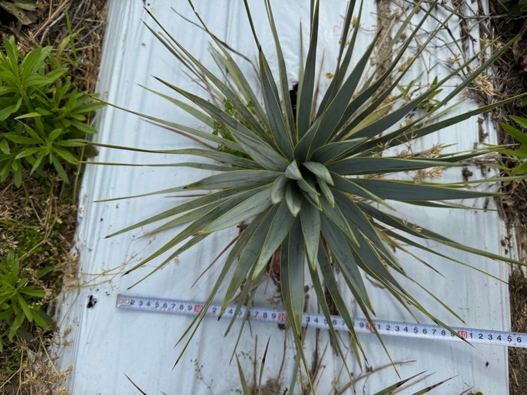 suikaユッカロストラータ　実生株8株　抜き苗発送