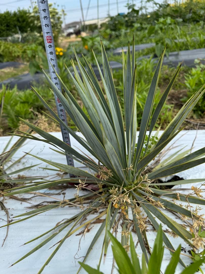 suikaユッカロストラータ　実生株8株　抜き苗発送