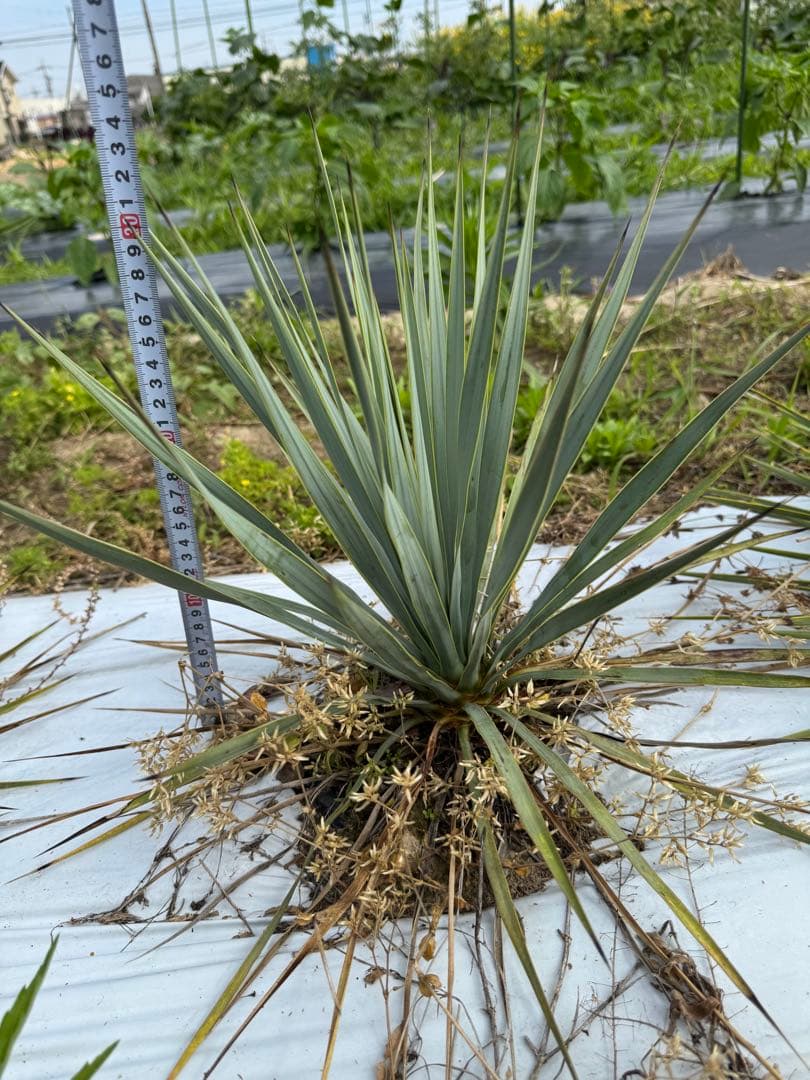 suikaユッカロストラータ　実生株8株　抜き苗発送