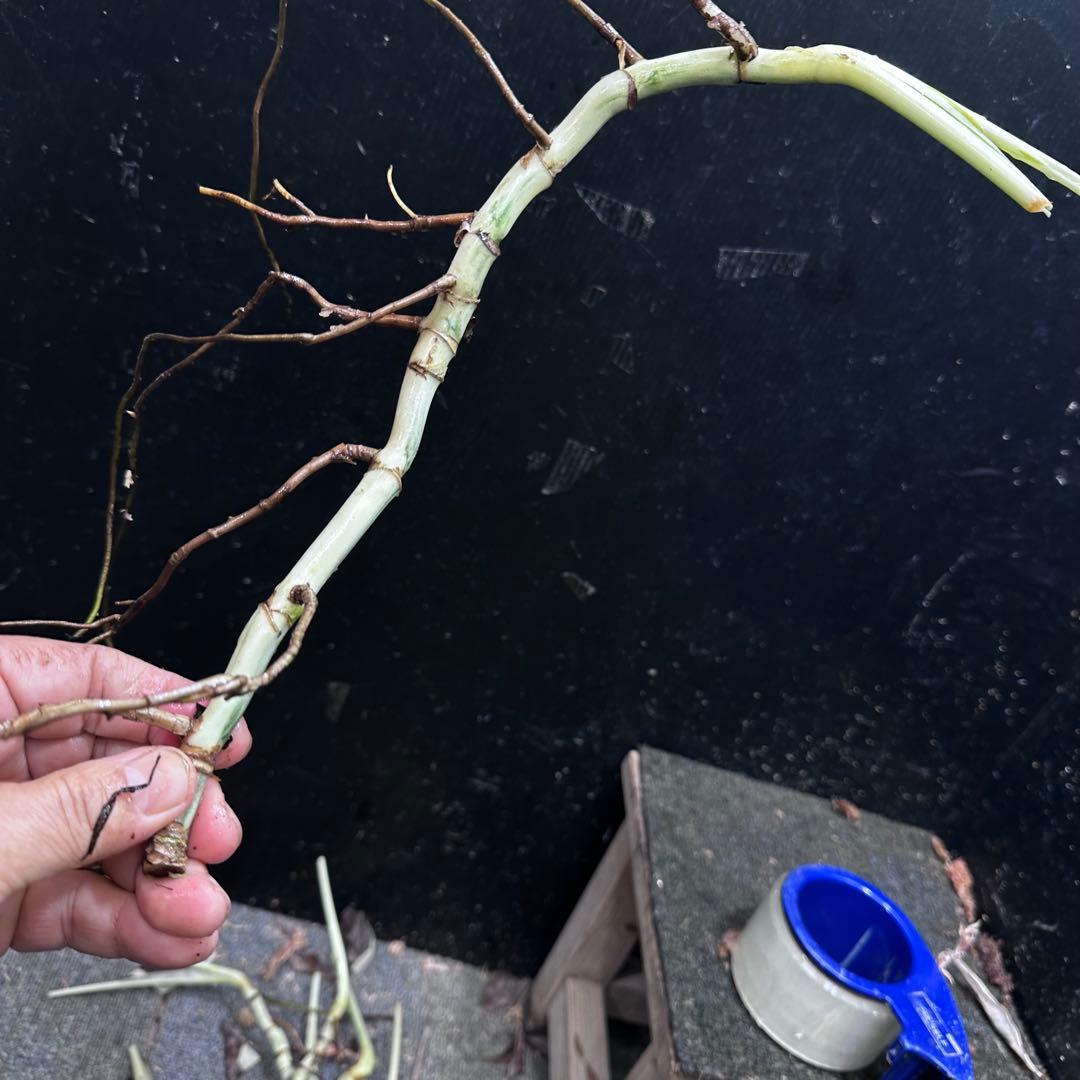 斑入りモンステラホワイトタイガー茎8株おまとめ - メルカリ