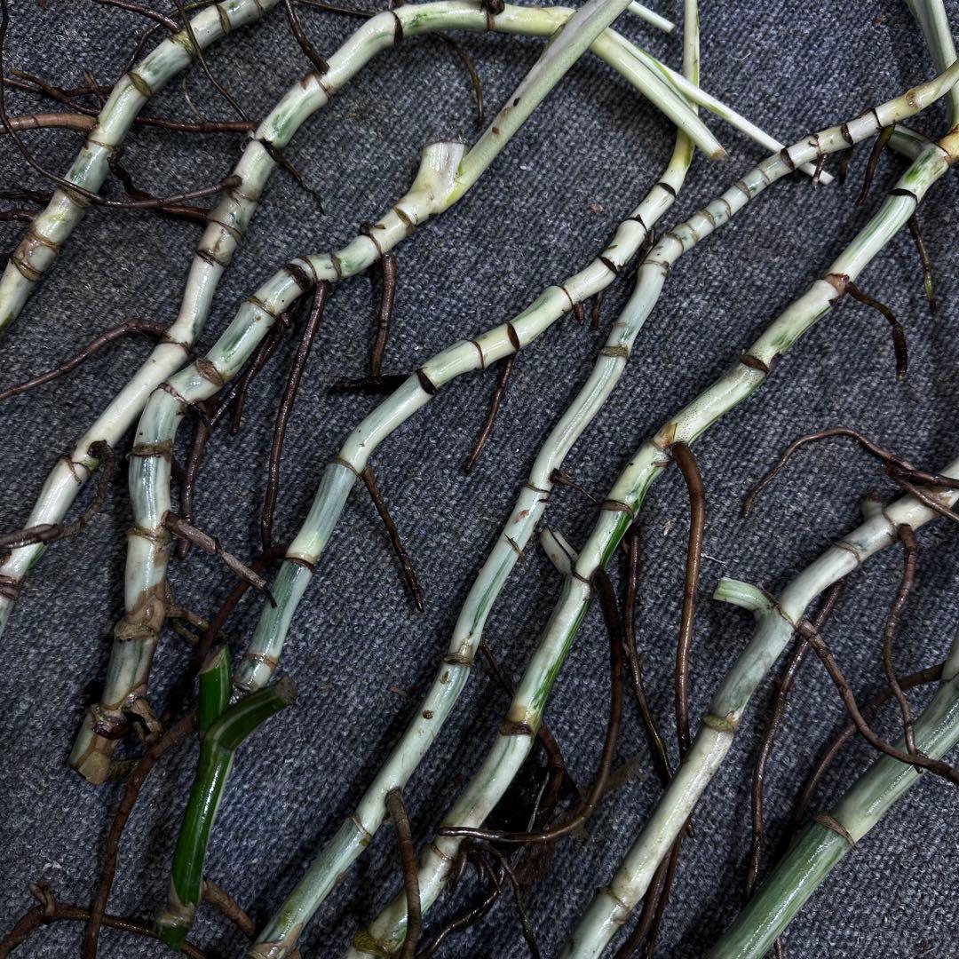 斑入りモンステラホワイトタイガー茎8株おまとめ - メルカリ