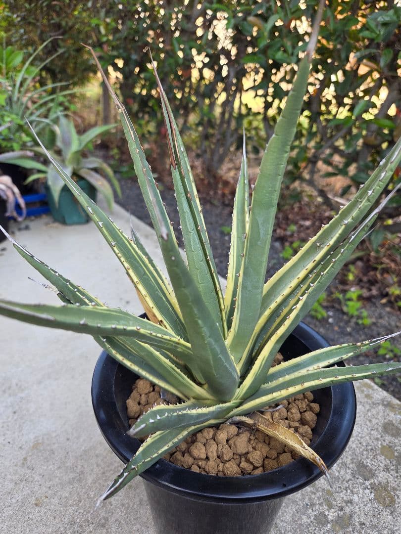 アガベ　ユタエンシス　カイバベンシス錦　斑入り