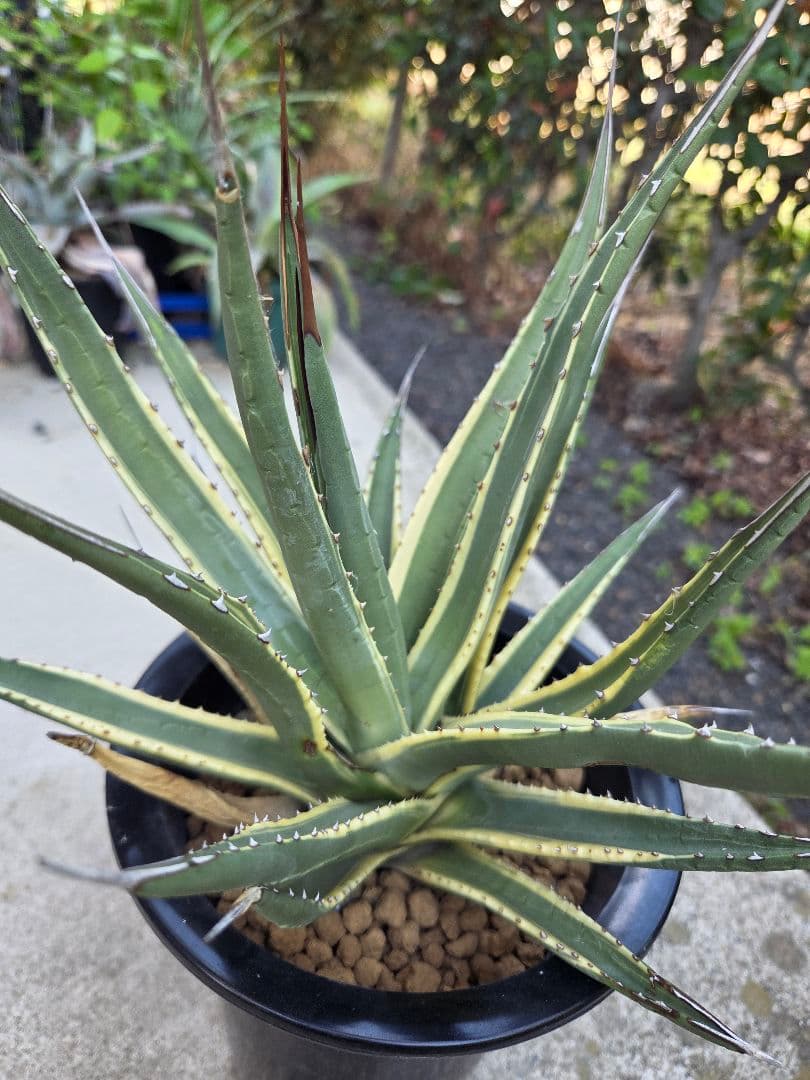 アガベ　ユタエンシス　カイバベンシス錦　斑入り