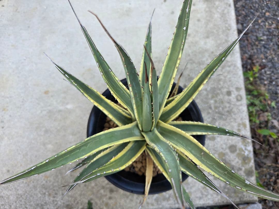 アガベ　ユタエンシス　カイバベンシス錦　斑入り