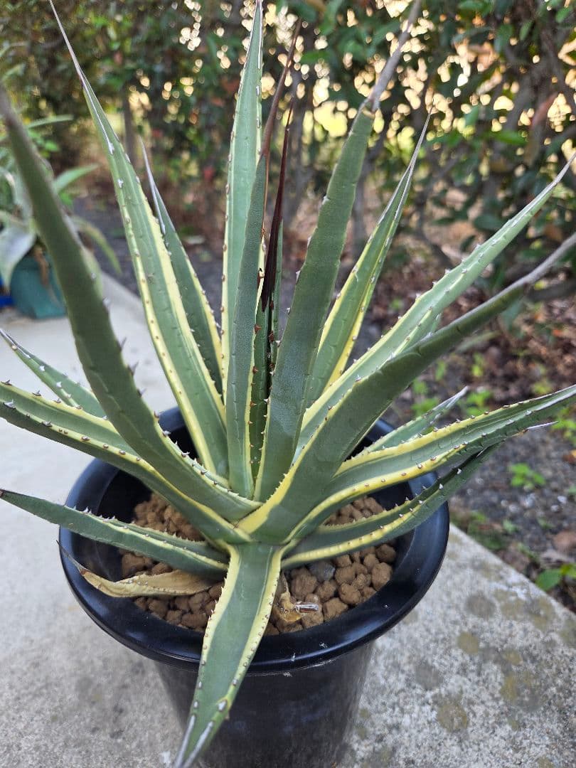 アガベ　ユタエンシス　カイバベンシス錦　斑入り