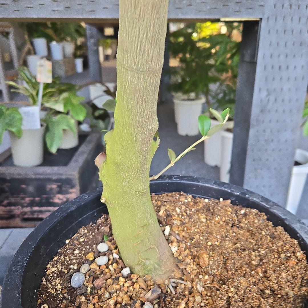 nekoちゃん様専用オリーブの木 souju 「ミッション」8号 特大苗木最高