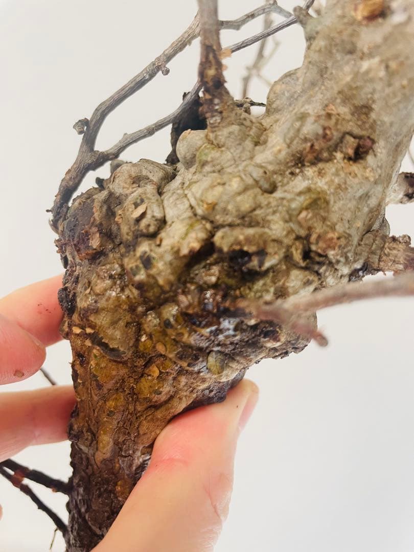 【発根済み限定3株】オペルクリカリア・パキプス②