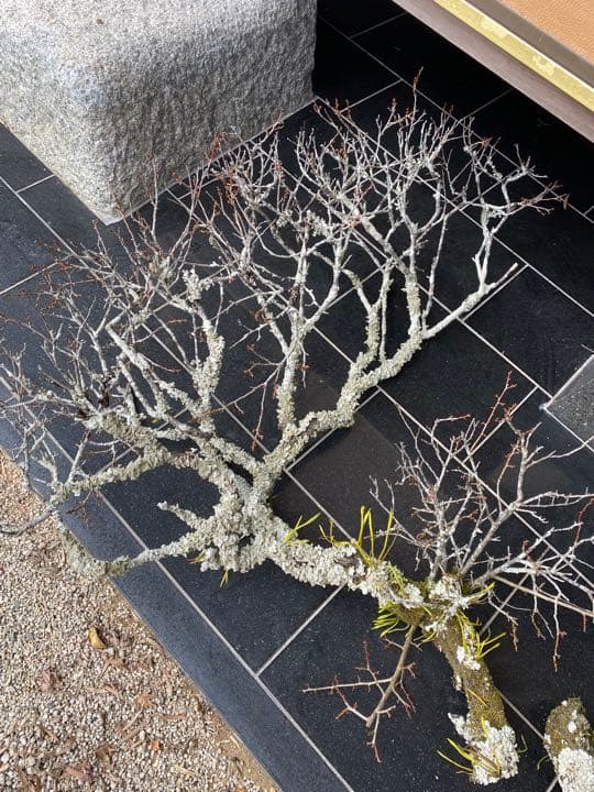 老梅 苔枝 古木 正月飾り 生け花 華道 用