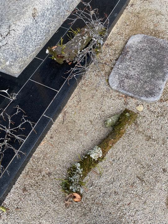 老梅 苔枝 古木 正月飾り 生け花 華道 用