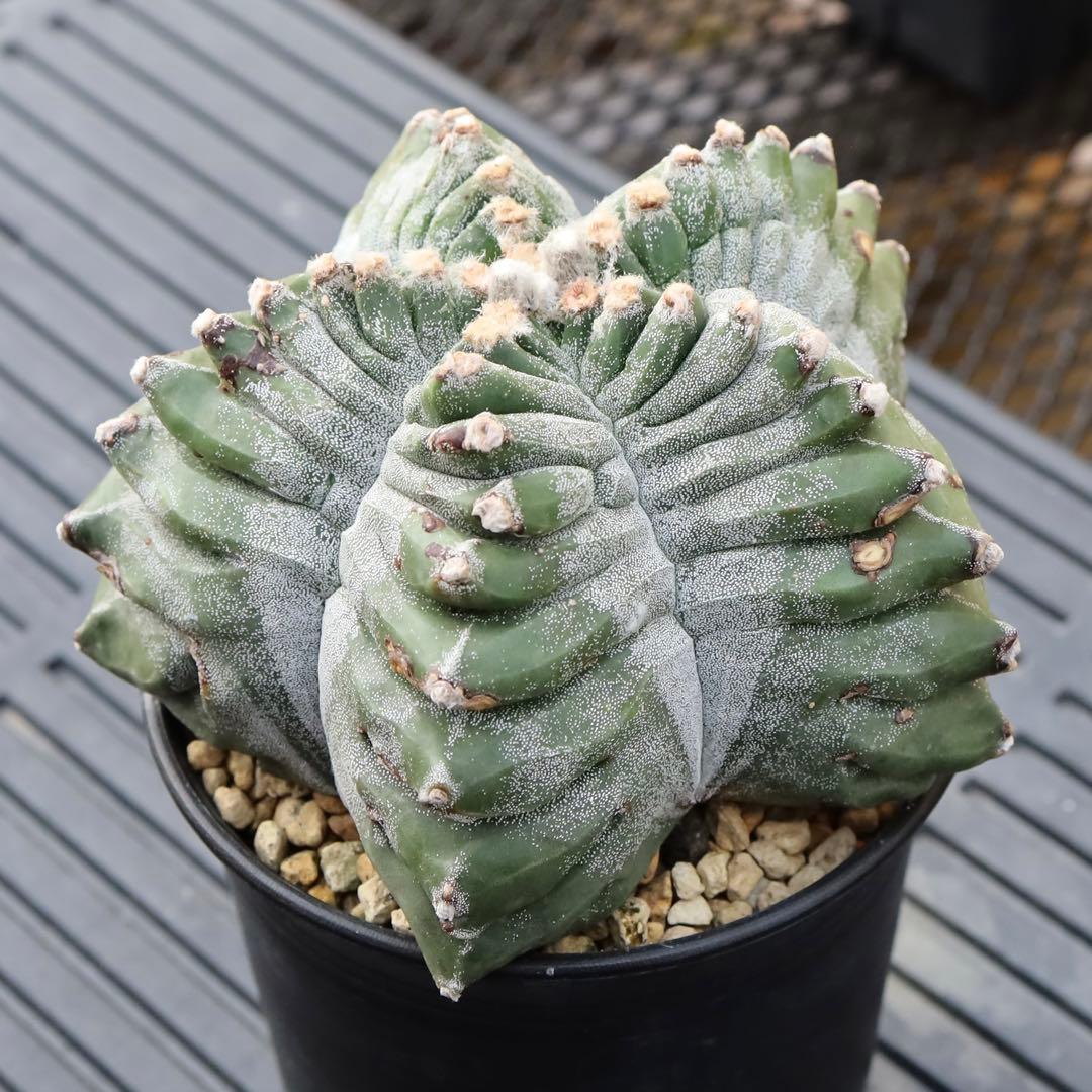 大株 アストロフィツム 亀甲ランポー玉 亀甲鸞鳳玉 銀沙タイプ 自根