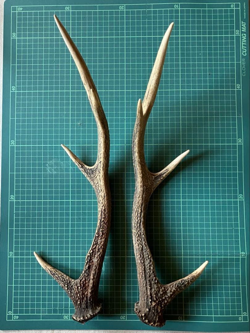 日本鹿の角 左右ペア 約45~50cm 天然素材 ハンドメイド素材　インテリア