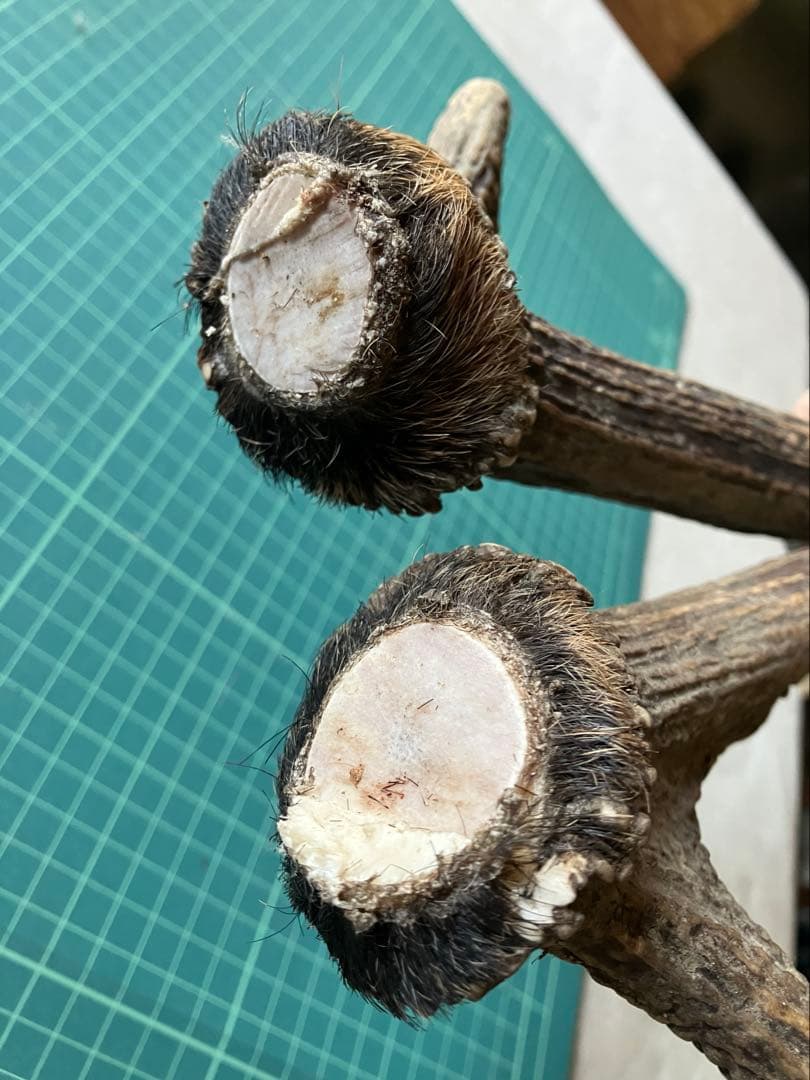 日本鹿の角 左右ペア 約45~50cm 天然素材 ハンドメイド素材　インテリア