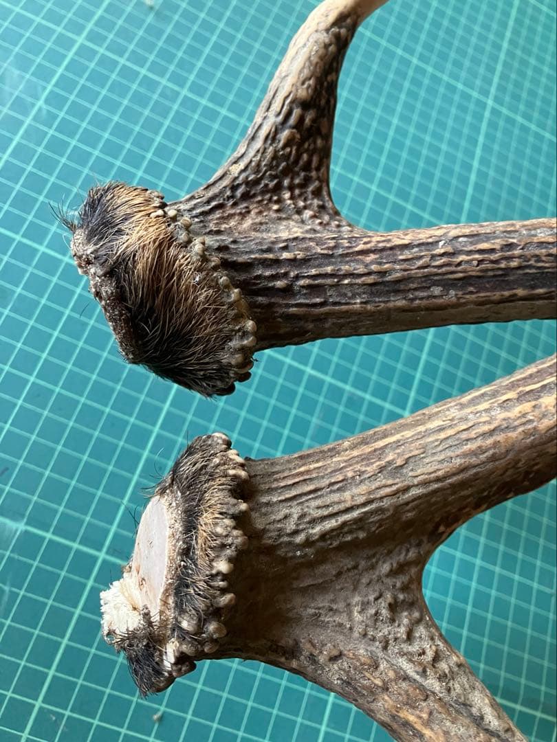 日本鹿の角 左右ペア 約45~50cm 天然素材 ハンドメイド素材　インテリア