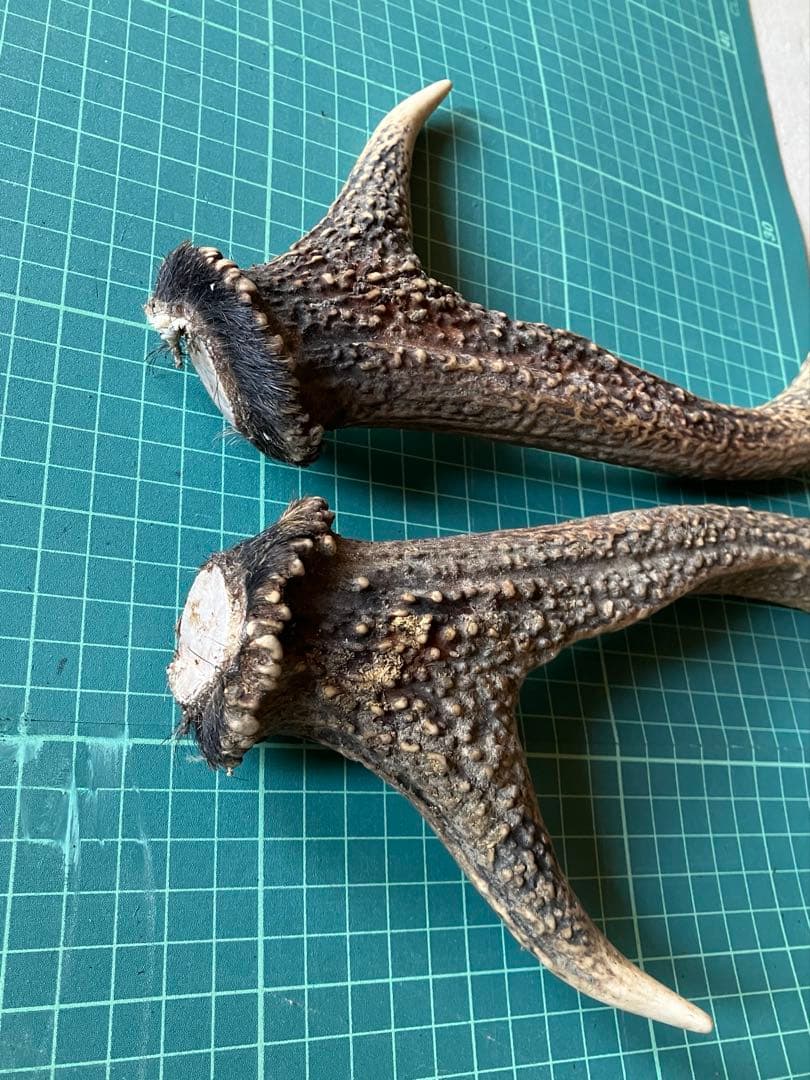 日本鹿の角 左右ペア 約45~50cm 天然素材 ハンドメイド素材　インテリア