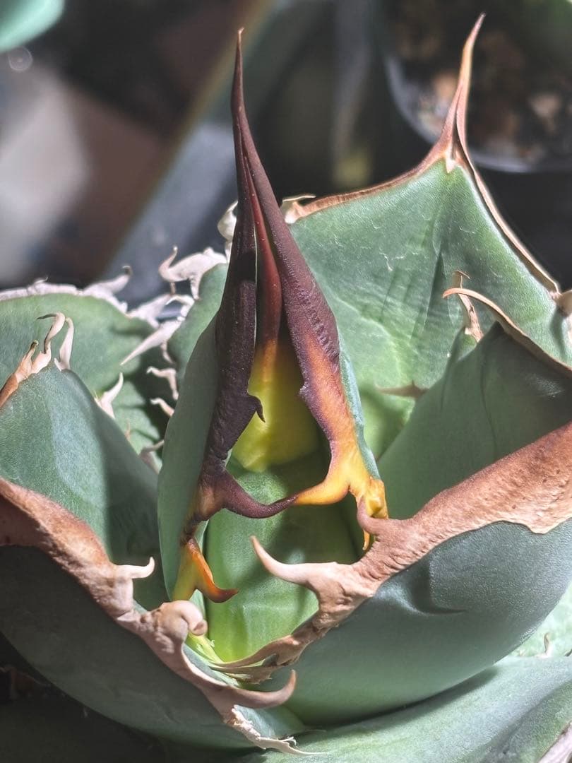 アガベオテロイ実生選抜 親株 根っ子つよし4号