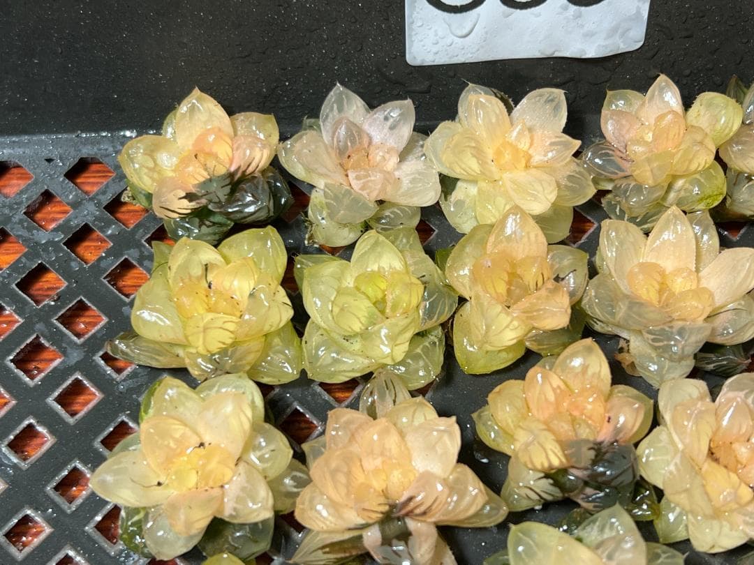 ✱*✱様 多肉植物 ハオルチア　オブツーサ錦 水中月錦 糊斑 鮮明錦 25株セ