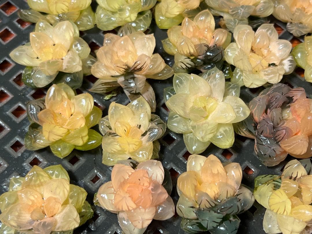 ✱*✱様 多肉植物 ハオルチア　オブツーサ錦 水中月錦 糊斑 鮮明錦 25株セ