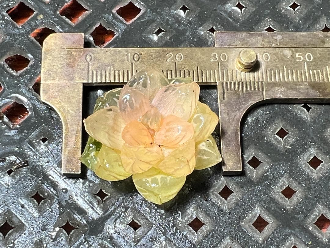 ✱*✱様 多肉植物 ハオルチア　オブツーサ錦 水中月錦 糊斑 鮮明錦 25株セ